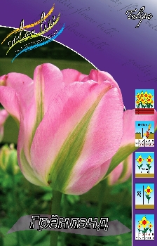Tulipa Groenland